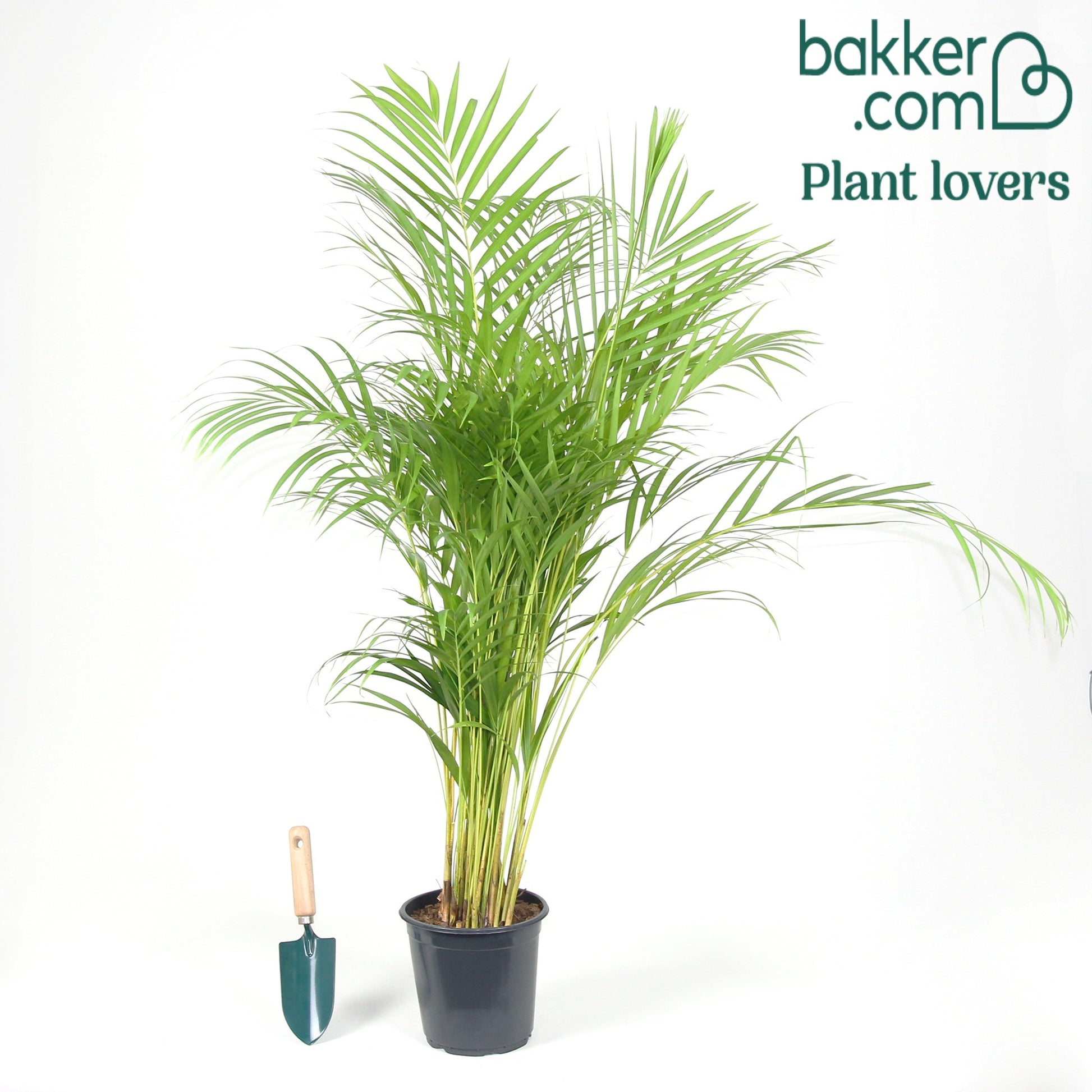 Goldfruchtpalme - Dypsis lutescens