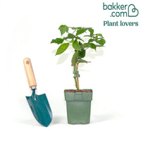 Dornenlose Brombeere 'Black Satin'