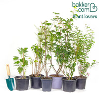 Vierjahreszeiten Hecke