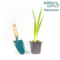 Japanische Schwertlilie