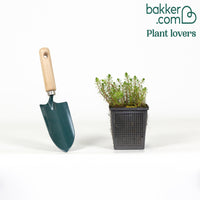 Wassermyrill Red Stem