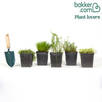 Sauerstoffspendende Teichpflanzen in einer Mischung (x5)