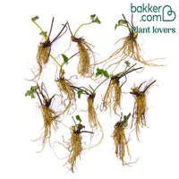 Erdbeer-Pflanze 'Sonata'