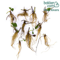 Erdbeer-Pflanze 'Ostara'