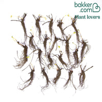 Erdbeer-Pflanze 'Sonata'