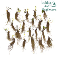 Erdbeer-Pflanze 'Ostara'