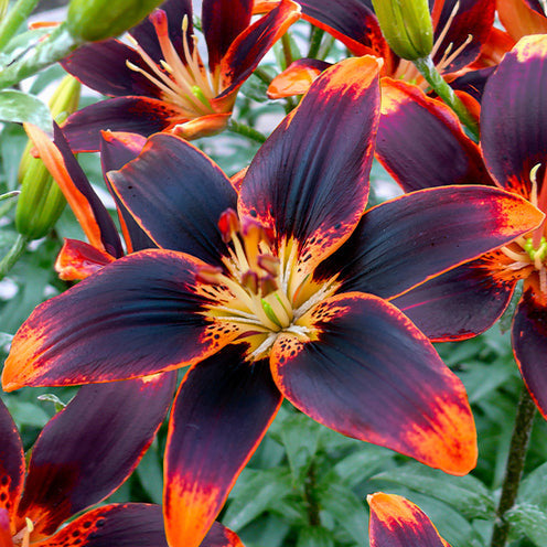 Asiatische Lilie Forever Susan (x5) - Bakker