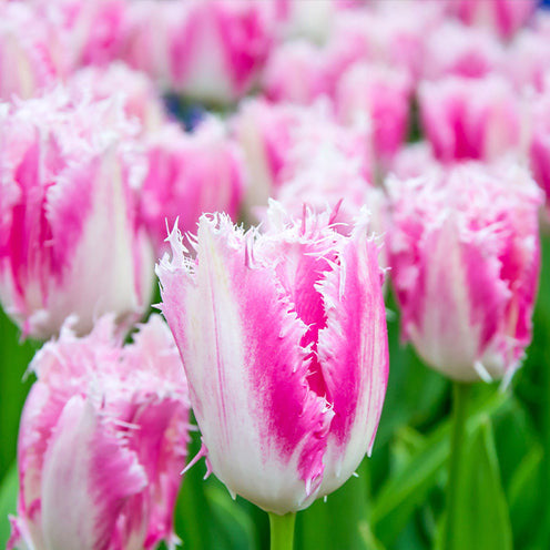 Gefranste Tulpe Huis ten Bosch (x20) - Bakker
