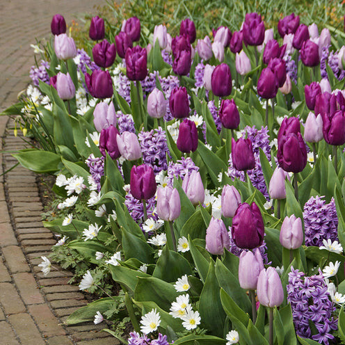 Blumenzwiebeln Königliches Lila-Mischung (x25) - Bakker