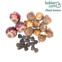 Blumenzwiebeln Königliches Lila-Mischung (x25)