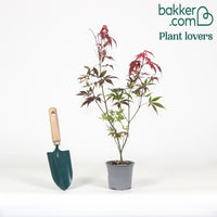 Japanischer Ahorn 'Shaina'