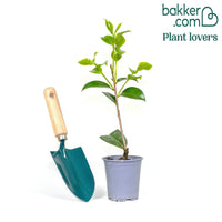 Japanische Kamelie rosa