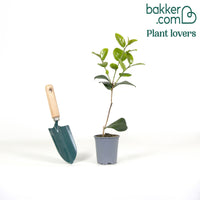 Japanische Kamelie rot