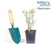 Bartblume Blauer Spatz