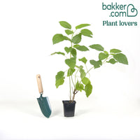 Hortensie 'Annabelle'