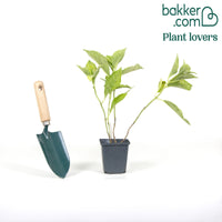 Bauernhortensie macrophylla Blau