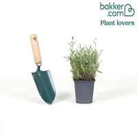 Echter Lavendel 'Hidcote'