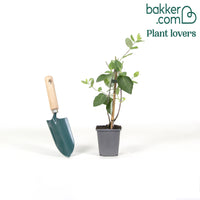 Kletterndes Geißblatt American Beauty