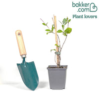 Waldgeißblatt Serotina