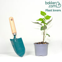 Flieder Beauty of Moscow