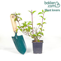 Rispenhortensie 'Vanille Fraise'