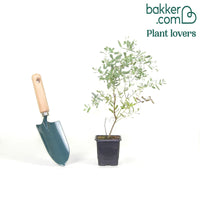 Eukalyptus France Bleu ® Rengun