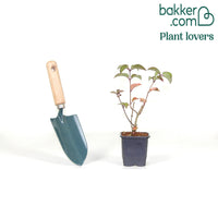 Rispenhortensie Fraise Melba® 'Renba'