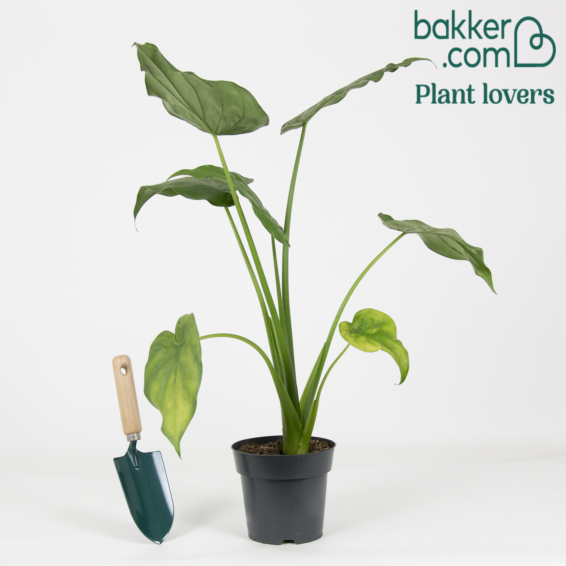 Zwerg-Elefantenohr - Alocasia cucullata