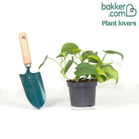 Philodendron Monstera Brasil