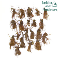 Erdbeer-Pflanze 'Charlotte'