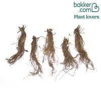 Erdbeer-Pflanze 'Charlotte'