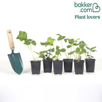 Erdbeer-Pflanze 'Charlotte'