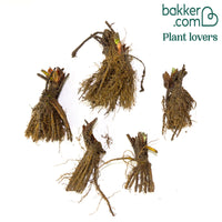 Erdbeer-Pflanze 'Rubis Des Jardins'