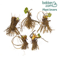 Erdbeer-Pflanze 'Cirafine'