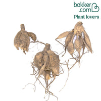 3 Dahlien Café au Lait