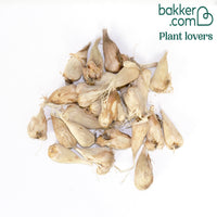 25 doppelte rosa Freesien