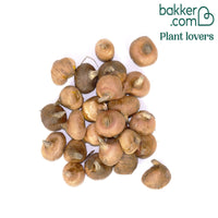 Gladiolen Blondy (x25)