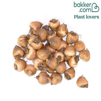 30 Abessinische Gladiolen