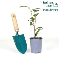 Japanische Kamelie Nuccios Pearl