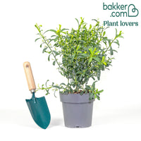 Eriostemon White Star