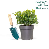 Wintergrüner Jasmin Pinwheel