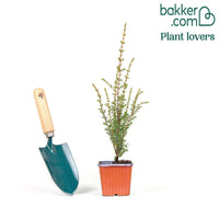 Gemeiner Wacholder Sentinel