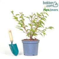 Zwerg-Japanische Zierkirsche Paean