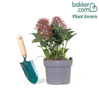 Japanische Skimmia Rubella