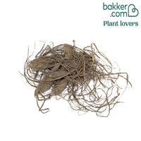 Anemonen-Dahlie Polka