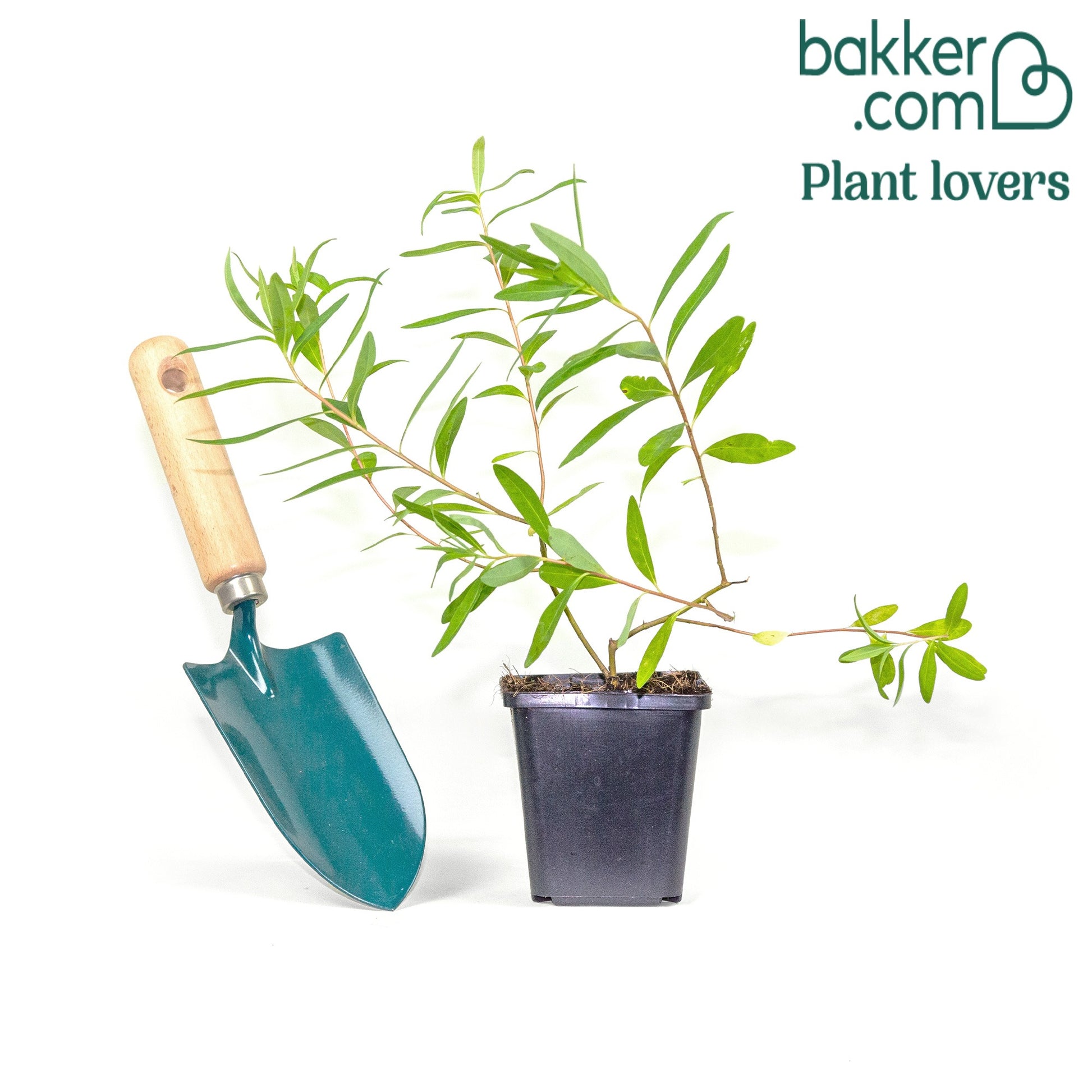 Verkauf Garten-Wolfsmilch 'Ascot Rainbow' - Euphorbia ascot rainbow