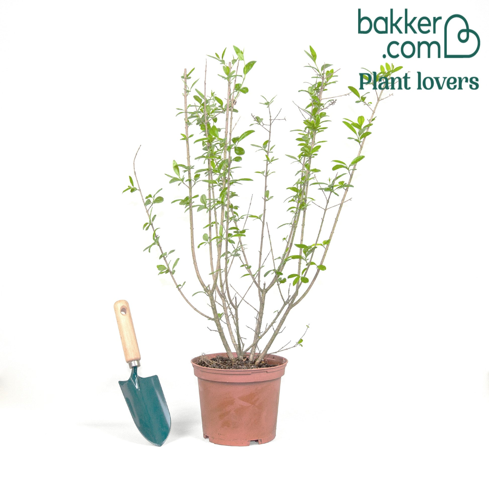 Gemeiner Liguster Atrovirens - Ligustrum vulgare Atrovirens