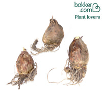 Schönhäutchen weiß Zwiebeln /Spinnenlilie (x3)