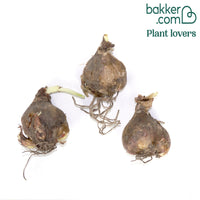 Schönhäutchen Festalis Zwiebeln/Peru-Narzisse (x3)