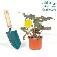 Begonie Non Stop Mocca